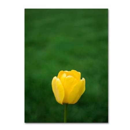Kurt Shaffer 'A Lone Yellow Tulip' Canvas Art,35x47